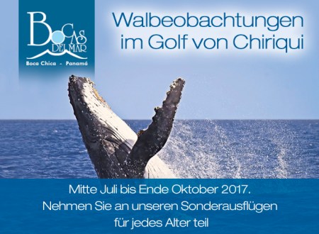 avistamiento_ballenas